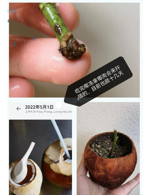 月季压条繁殖视频,如何操作才能提高成活率?关键步骤有哪些需要注意?-图3 月季压条繁殖视频,如何操作才能提高成活率?关键步骤有哪些需要注意?-图3