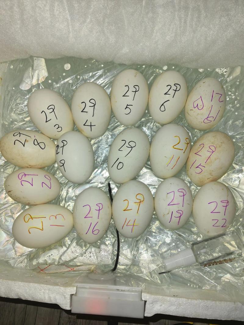 种鹅蛋恒温孵化技术中,如何精准调控温湿度以提高孵化率并降低雏鹅畸形率?-图3 种鹅蛋恒温孵化技术中,如何精准调控温湿度以提高孵化率并降低雏鹅畸形率?-图3