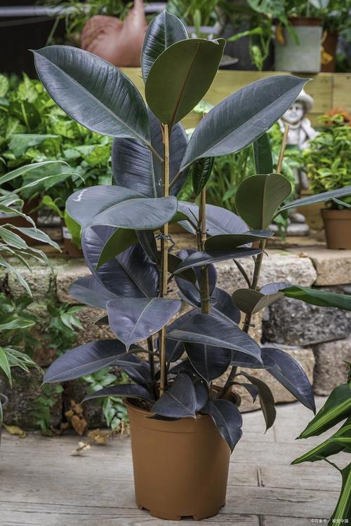 橡皮树哪个品种颜值最高？不同品种的叶片形态、颜色差异有多大？-图3