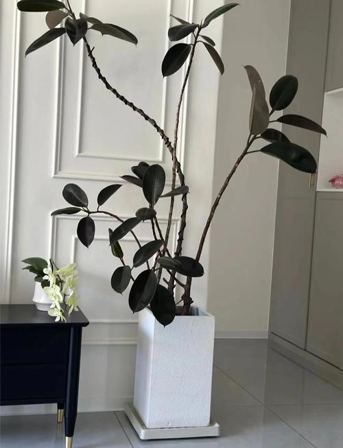 橡皮树哪个品种颜值最高？不同品种的叶片形态、颜色差异有多大？-图1