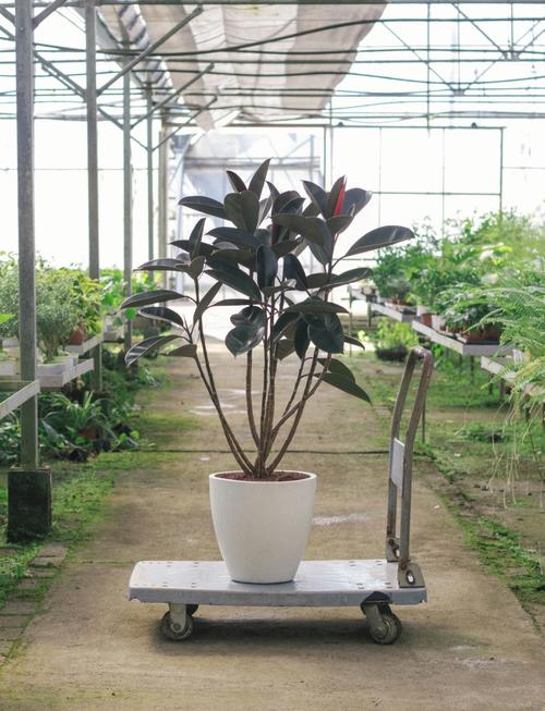 橡皮树哪个品种颜值最高？不同品种的叶片形态、颜色差异有多大？-图2