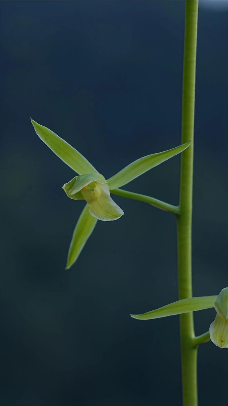 墨兰白墨品种繁多,具体有哪些独特分类及各自特征?-图1 墨兰白墨品种繁多,具体有哪些独特分类及各自特征?-图1