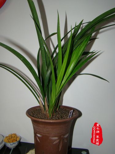 墨兰白墨品种繁多,具体有哪些独特分类及各自特征?-图3 墨兰白墨品种繁多,具体有哪些独特分类及各自特征?-图3