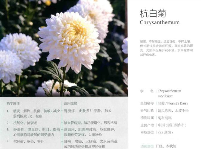 杭白菊与土豆轮作能提升土壤肥力吗?关键技术要点有哪些?-图1 杭白菊与土豆轮作能提升土壤肥力吗?关键技术要点有哪些?-图1