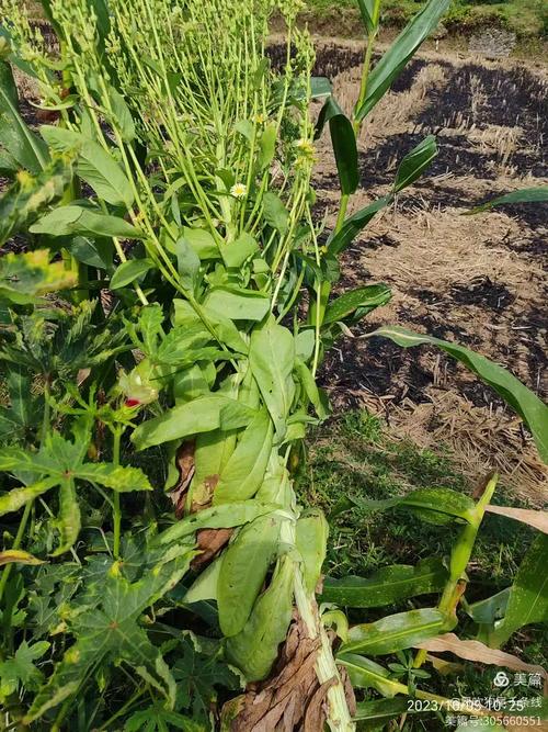 杭白菊与土豆轮作能提升土壤肥力吗?关键技术要点有哪些?-图3 杭白菊与土豆轮作能提升土壤肥力吗?关键技术要点有哪些?-图3