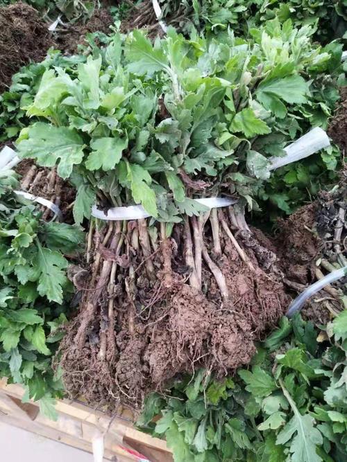 杭白菊与土豆轮作能提升土壤肥力吗?关键技术要点有哪些?-图2 杭白菊与土豆轮作能提升土壤肥力吗?关键技术要点有哪些?-图2