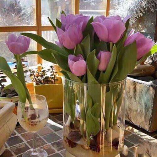 绿色郁金香是天然品种还是人工培育的稀有变种？其独特花色背后藏着怎样的基因秘密？-图3