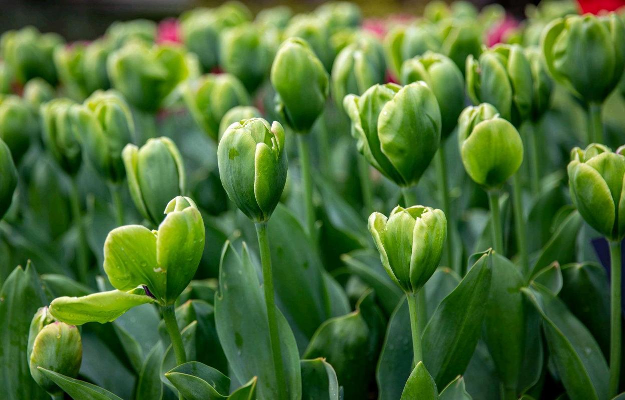 绿色郁金香是天然品种还是人工培育的稀有变种?其独特花色背后藏着怎样的基因秘密?-图1 绿色郁金香是天然品种还是人工培育的稀有变种?其独特花色背后藏着怎样的基因秘密?-图1