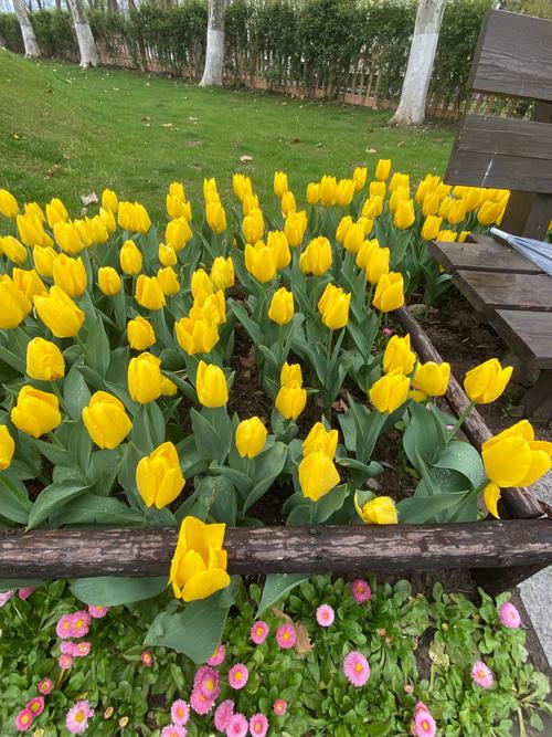 绿色郁金香是天然品种还是人工培育的稀有变种？其独特花色背后藏着怎样的基因秘密？-图2