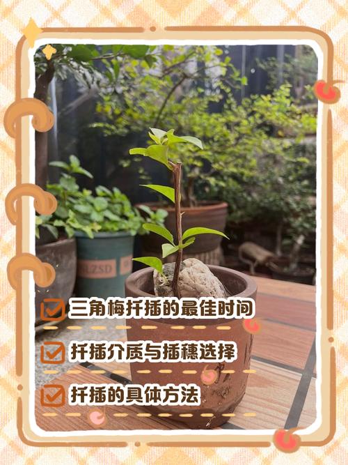 梅花嫁接插条如何高效养殖?-图1 梅花嫁接插条如何高效养殖?-图1