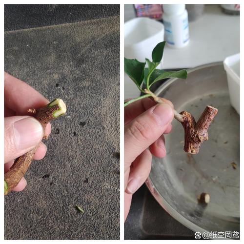 梅花嫁接插条如何高效养殖?-图2 梅花嫁接插条如何高效养殖?-图2