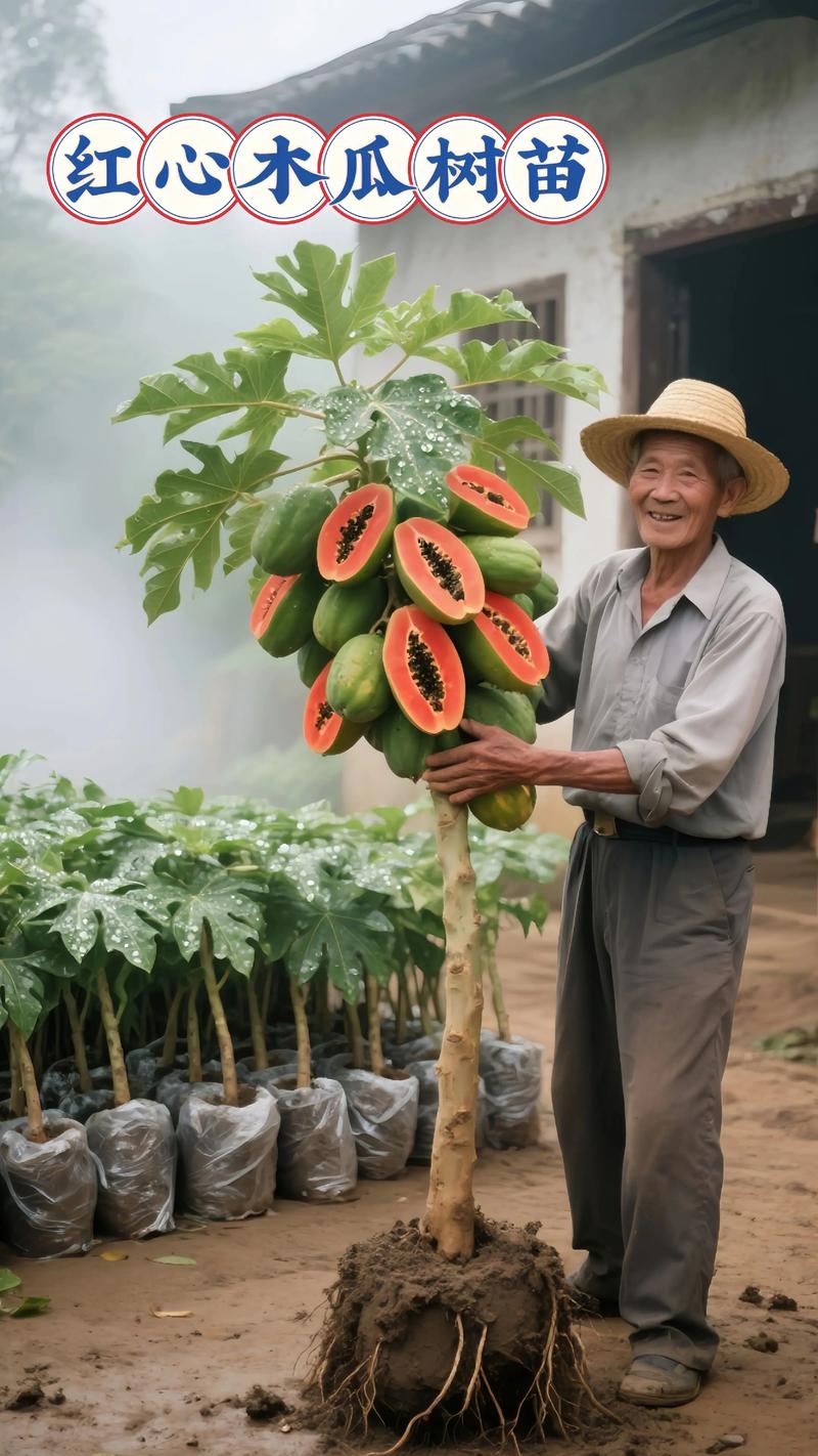 盆栽木瓜怎么种？关键技巧有哪些？-图1