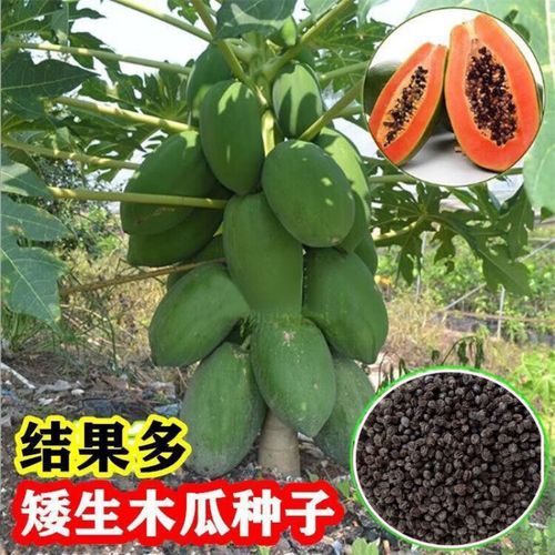 盆栽木瓜怎么种？关键技巧有哪些？-图3