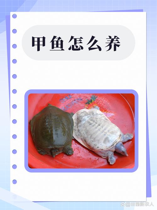 甲鱼生态健康养殖技术如何实现高效与环保？-图2