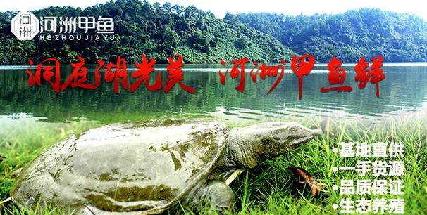 甲鱼生态健康养殖技术如何实现高效与环保?-图1 甲鱼生态健康养殖技术如何实现高效与环保?-图1