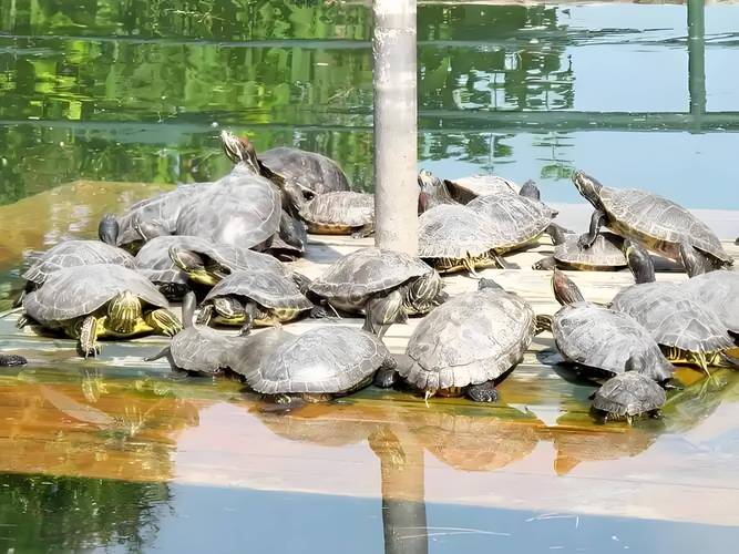 甲鱼生态健康养殖技术如何实现高效与环保？-图3