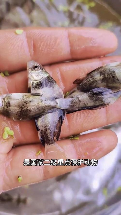 湖北胭脂鱼苗养殖技术要点有哪些？-图3