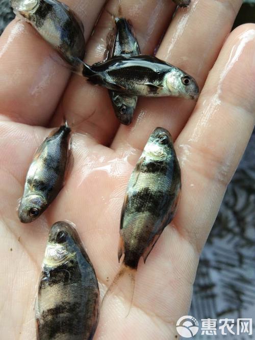 湖北胭脂鱼苗养殖技术要点有哪些?-图1 湖北胭脂鱼苗养殖技术要点有哪些?-图1