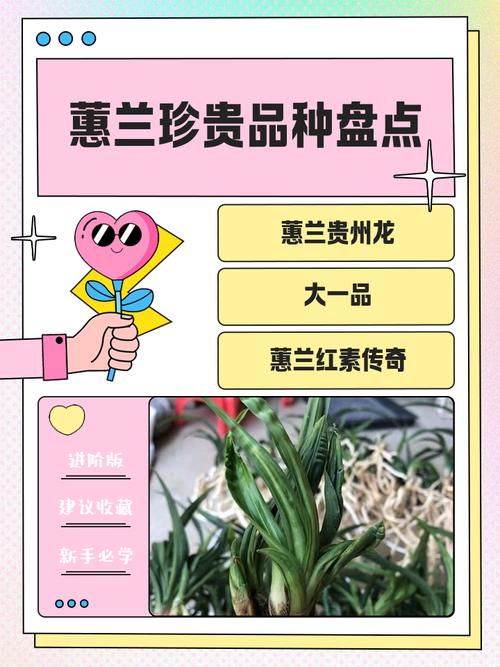 惠兰品种价格差异大？-图2