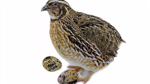 哪种鹌鹑品种产蛋量最高?-图2 哪种鹌鹑品种产蛋量最高?-图2