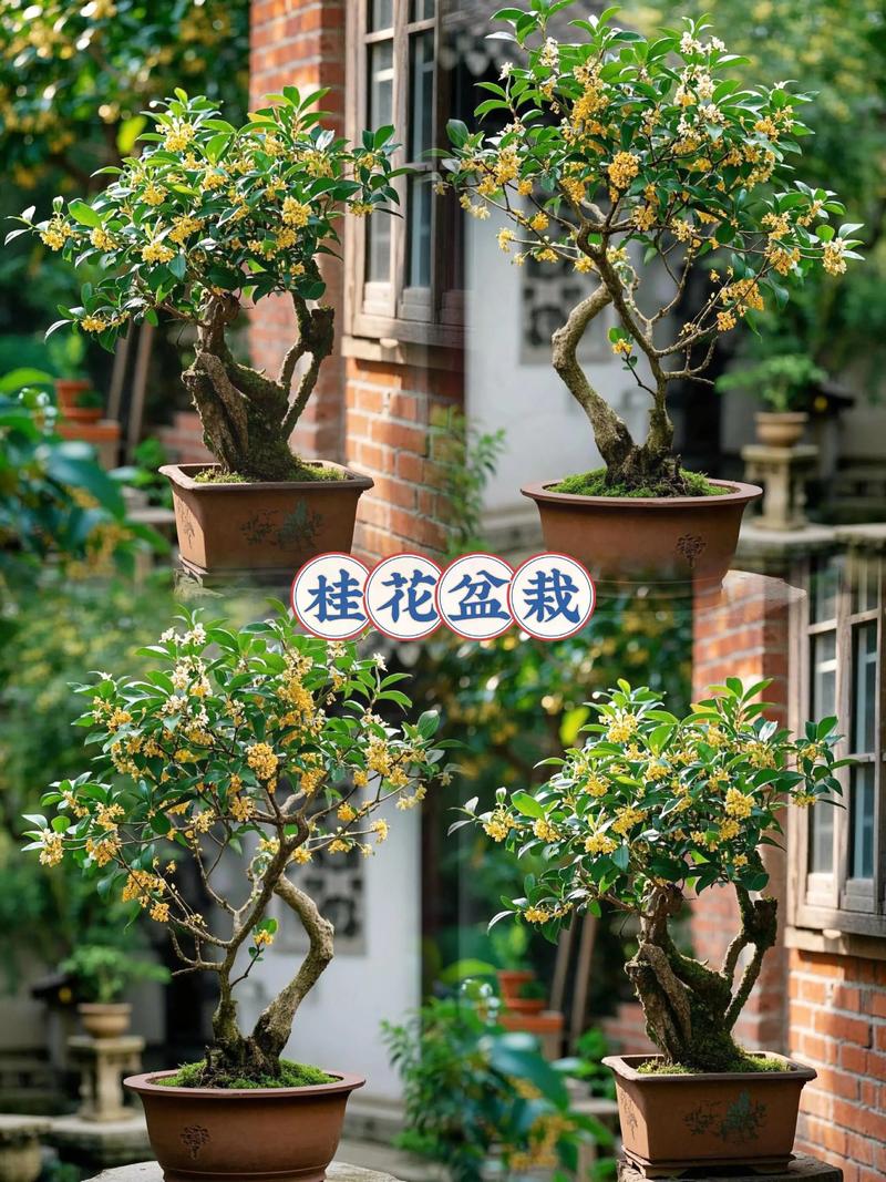 庭院桂花树品种怎么选？-图2