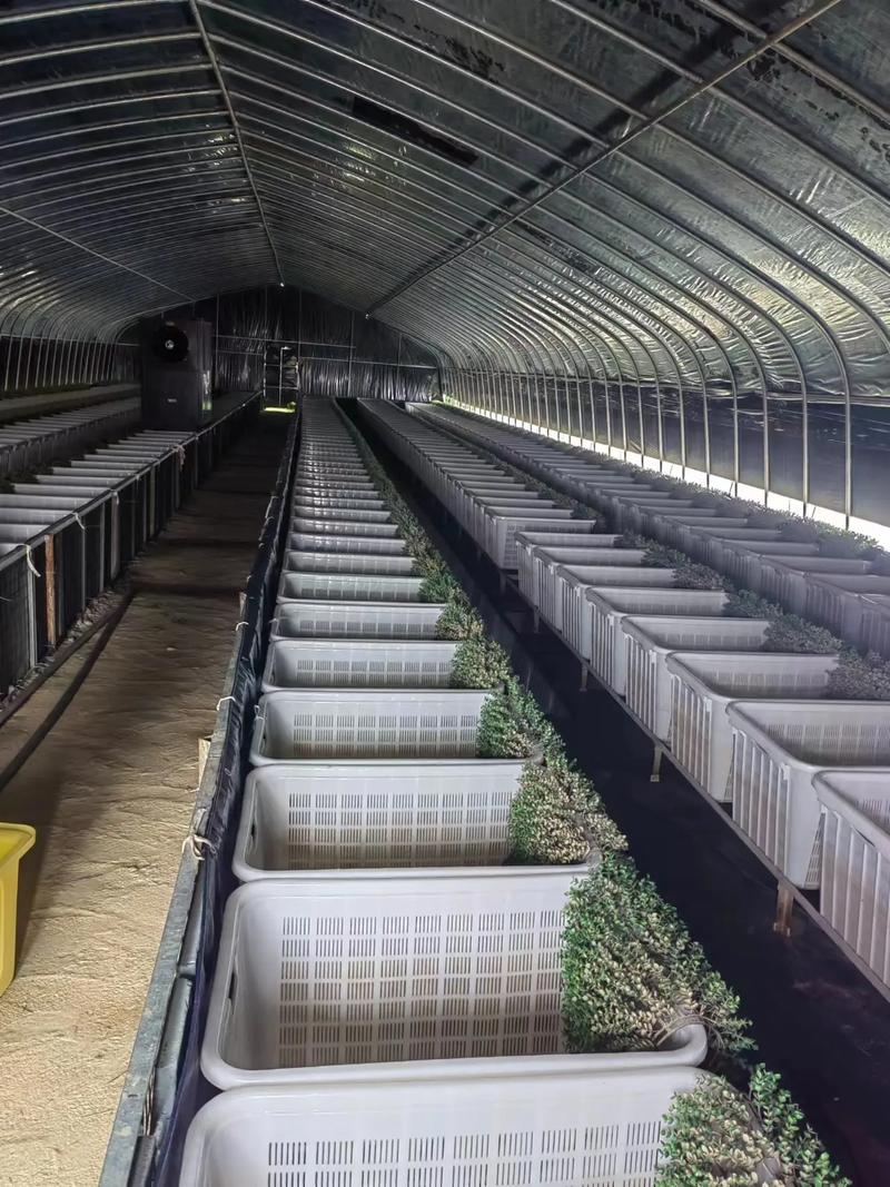 大棚渔业养殖技术培训有何要点?-图1 大棚渔业养殖技术培训有何要点?-图1