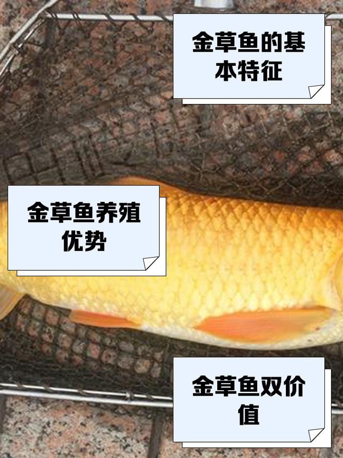 草鱼价格多少钱一斤?-图2 草鱼价格多少钱一斤?-图2