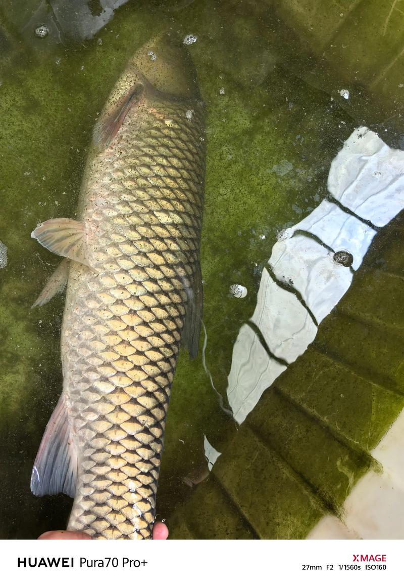 草鱼价格多少钱一斤?-图3 草鱼价格多少钱一斤?-图3