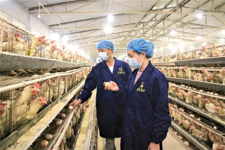 上门养殖蛋鸡技术指导，具体怎么操作？-图1