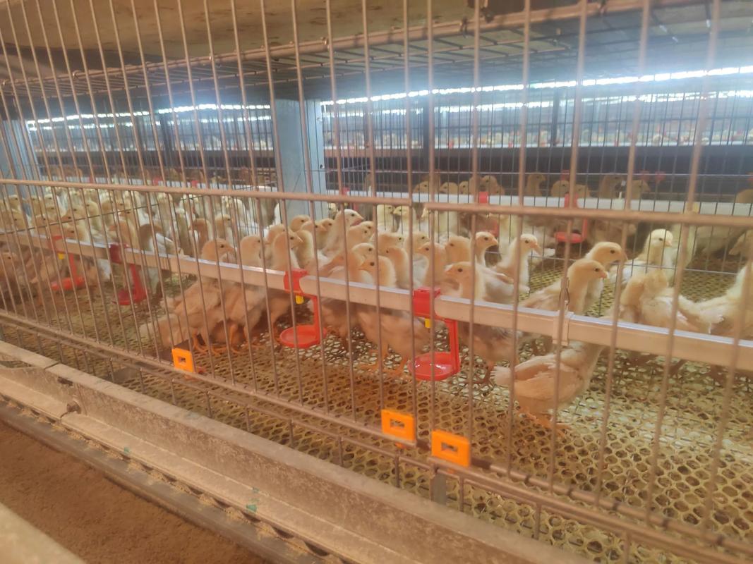 上门养殖蛋鸡技术指导，具体怎么操作？-图3