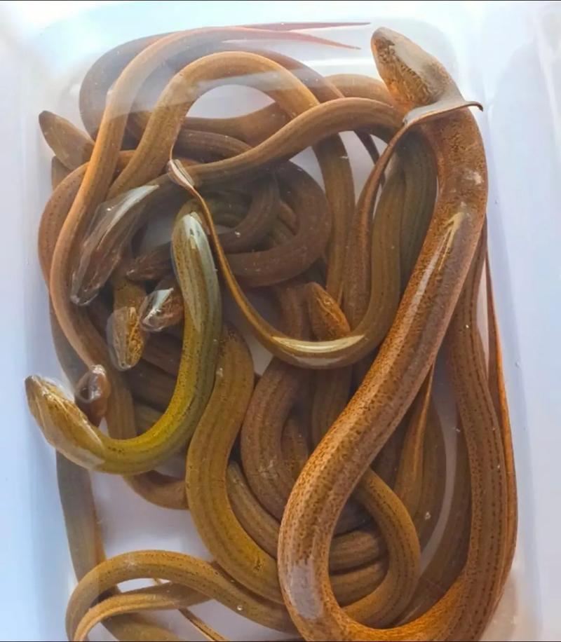 黄鳝价格多少钱一斤？-图2