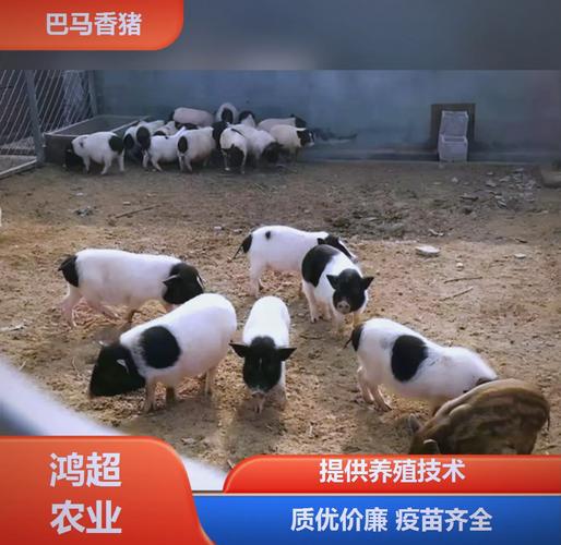 香猪生态养殖技术视频要点有哪些?-图1 香猪生态养殖技术视频要点有哪些?-图1