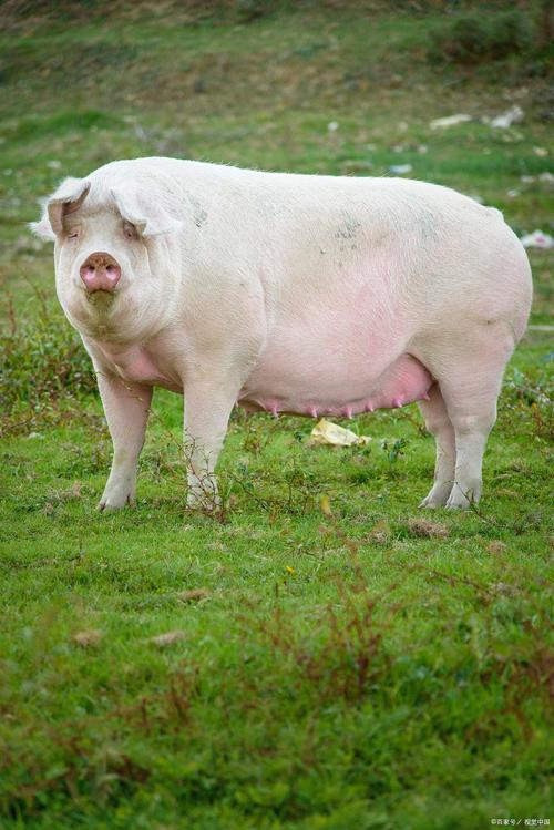 母猪好养品种怎么选？-图1