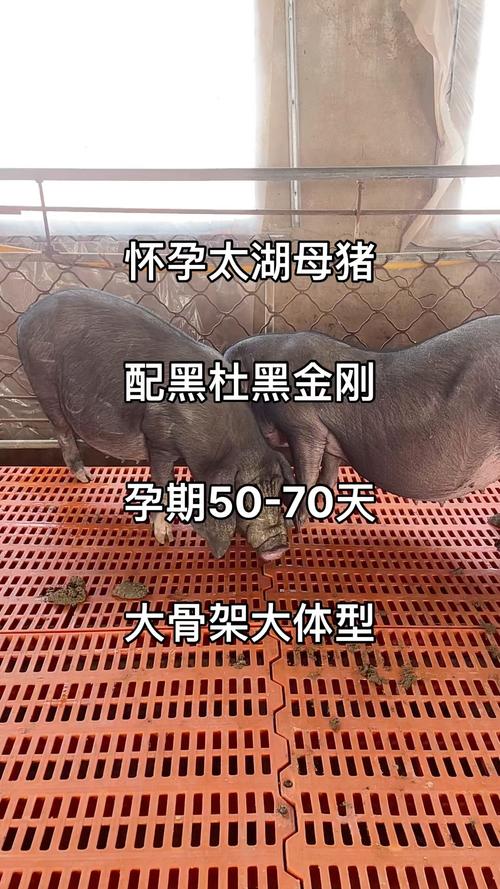 母猪好养品种怎么选？-图3