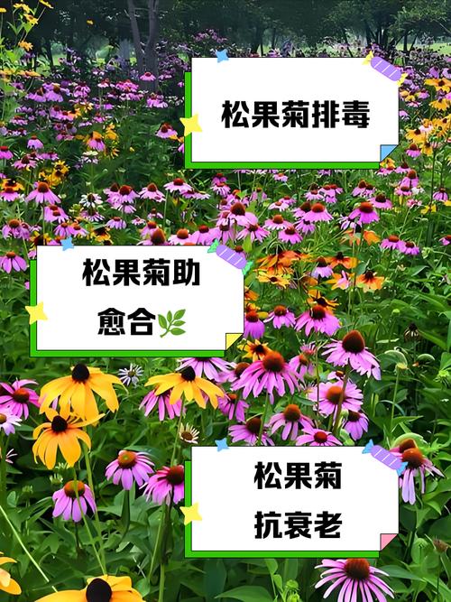 松叶菊新品种培育有何关键技巧？-图2