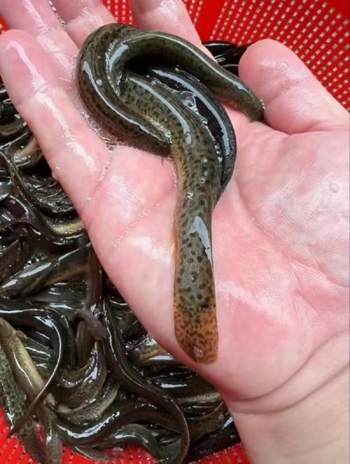 泥鳅无的养殖技术视频怎么学?-图3 泥鳅无的养殖技术视频怎么学?-图3