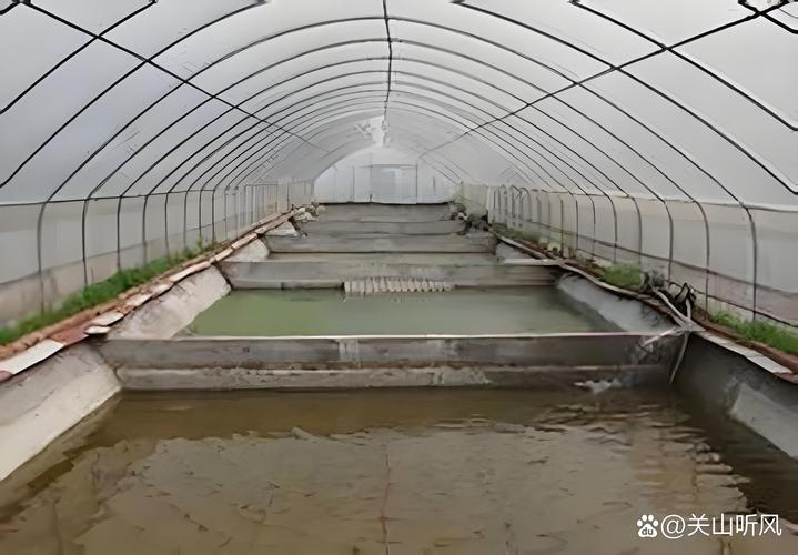 泥鳅无的养殖技术视频怎么学?-图1 泥鳅无的养殖技术视频怎么学?-图1