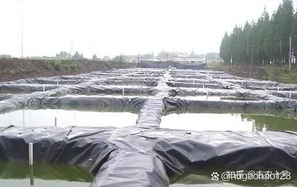 泥鳅无的养殖技术视频怎么学？-图2