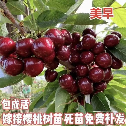 郴州美早樱桃苗品种多，该怎么选？-图1