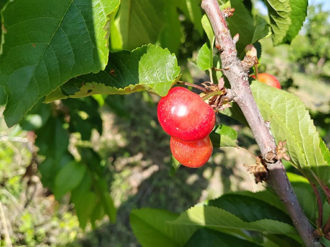 郴州美早樱桃苗品种多，该怎么选？-图2