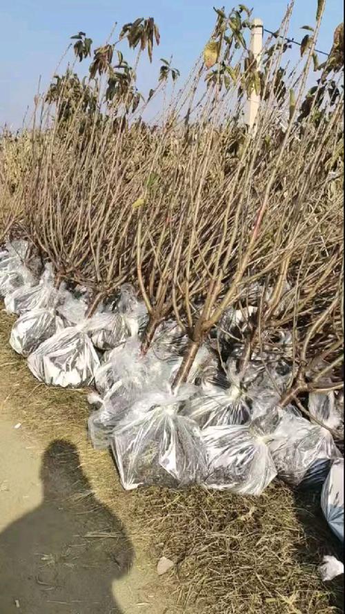 郴州美早樱桃苗品种多，该怎么选？-图3