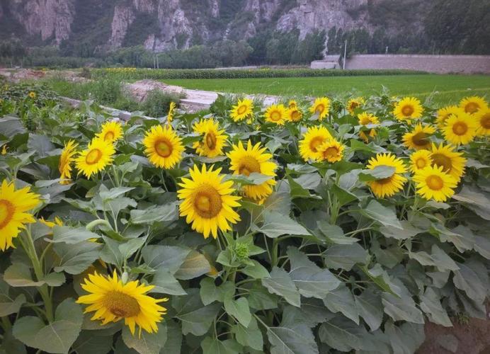 夏季油葵种植技术要点有哪些?-图3 夏季油葵种植技术要点有哪些?-图3