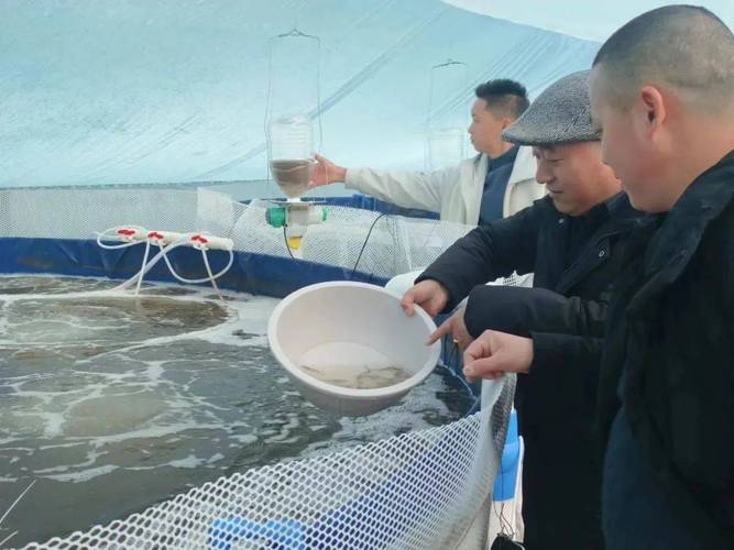 南美白对虾养殖技术有哪些关键点？-图3