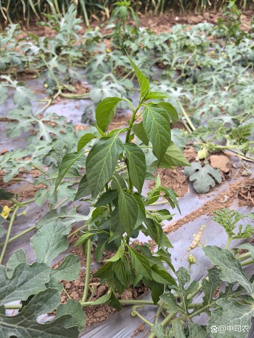 辣椒花生怎么套种?视频教你技术要点-图2 辣椒花生怎么套种?视频教你技术要点-图2