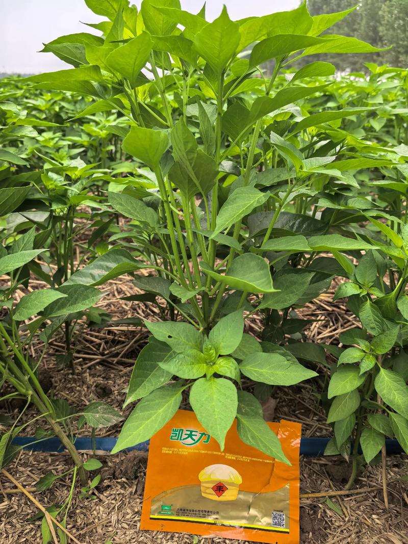 辣椒花生怎么套种?视频教你技术要点-图1 辣椒花生怎么套种?视频教你技术要点-图1