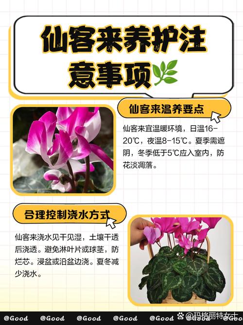 仙客来怎么养才开花多?-图3 仙客来怎么养才开花多?-图3