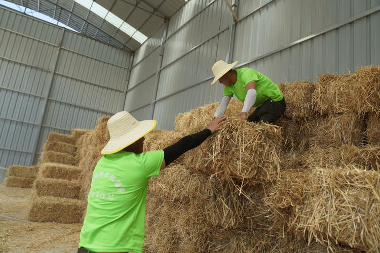 黄贮秸秆视频怎么做？技术要点有哪些？-图2