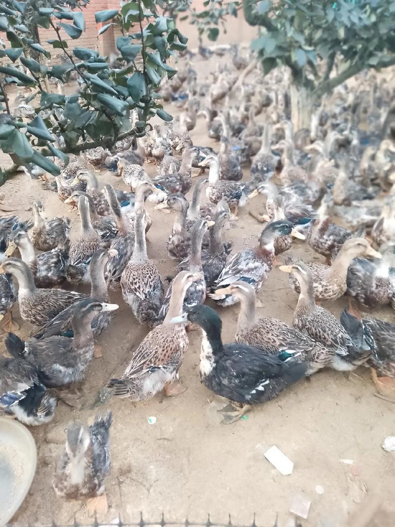 冬季肉鸭如何高效养殖?-图3 冬季肉鸭如何高效养殖?-图3