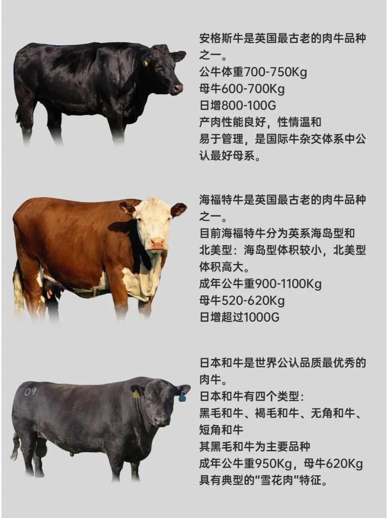 最新肉牛养殖技术如何高效应用?-图1 最新肉牛养殖技术如何高效应用?-图1