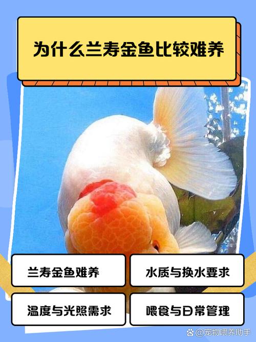 福寿鱼养殖利润高吗？技术难点有哪些？-图3